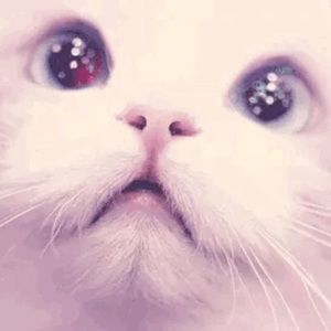 Meet your Posher, Numa